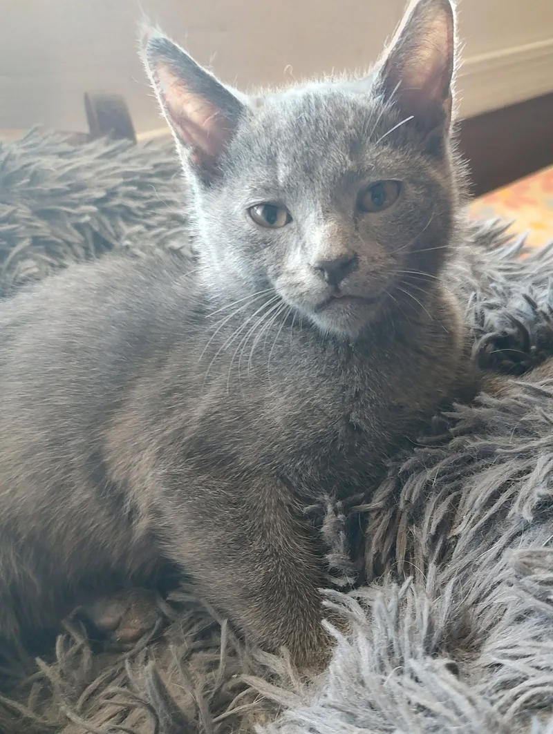 A young medium-sized male Domestic Short Hair cat named Moon for adoption in Phoenix, AZ