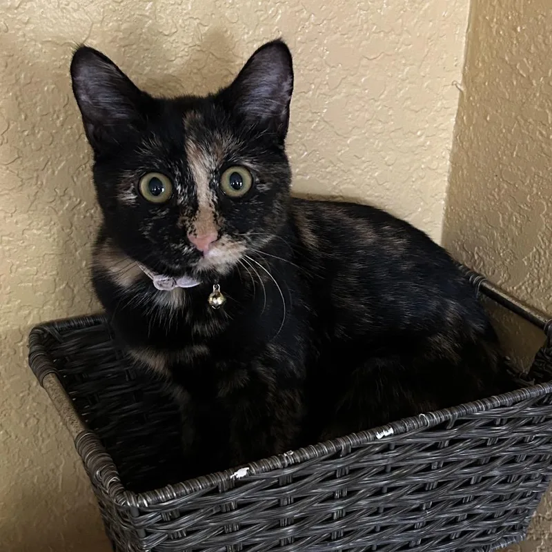 A young medium-sized female Tortoiseshell Domestic Short Hair cat named Don't Dilly Dally Silly for adoption in Boerne, TX