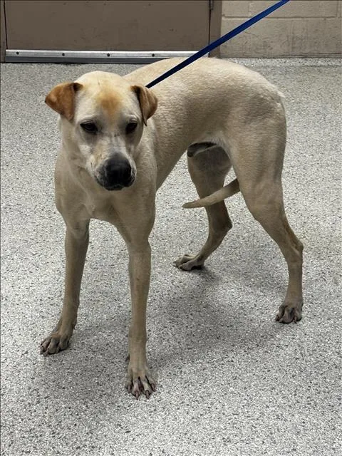 An adult large-sized male Labrador Retriever dog named Bobby for adoption in Conroe, TX