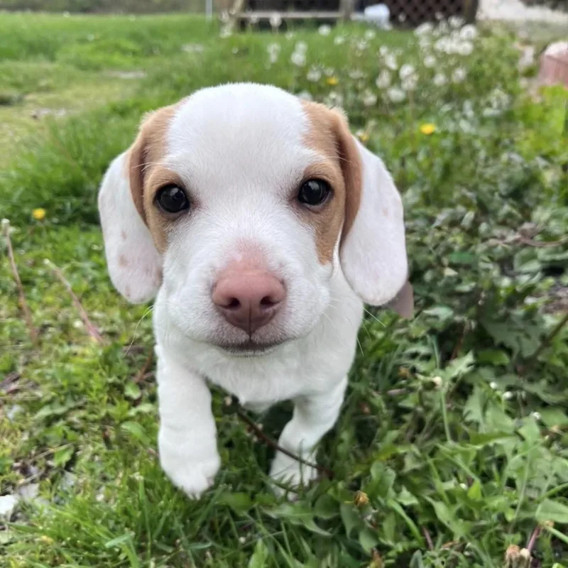 A young small-sized male White / Cream Beagle dog named Ichigo for adoption in Syracuse, NY
