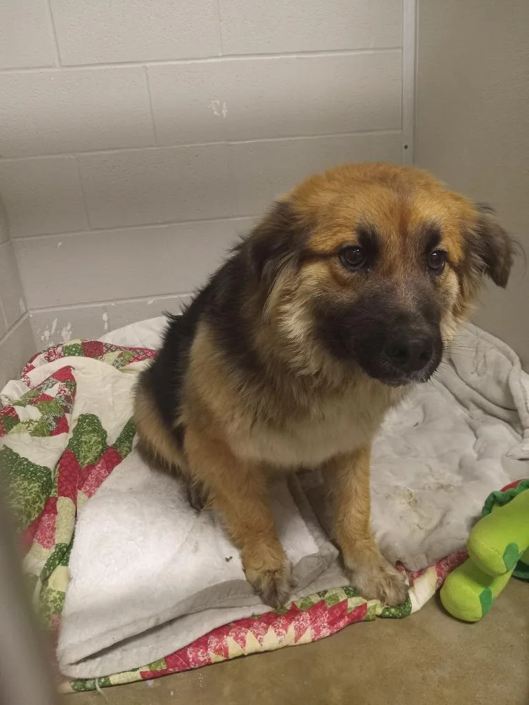 A young medium-sized female Australian Shepherd dog named Journey for adoption in Pierceton, IN