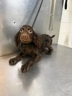 A baby medium-sized male Boykin Spaniel dog named Makoa for adoption in Lake Wylie, SC