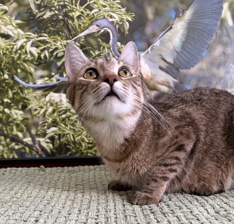 A young medium-sized female American Shorthair cat named Kisha for adoption in Orlando, FL