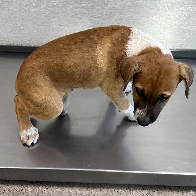 A baby small-sized male Yellow / Tan / Blond / Fawn Mixed Breed dog named Hiccup for adoption in Las Cruces, NM