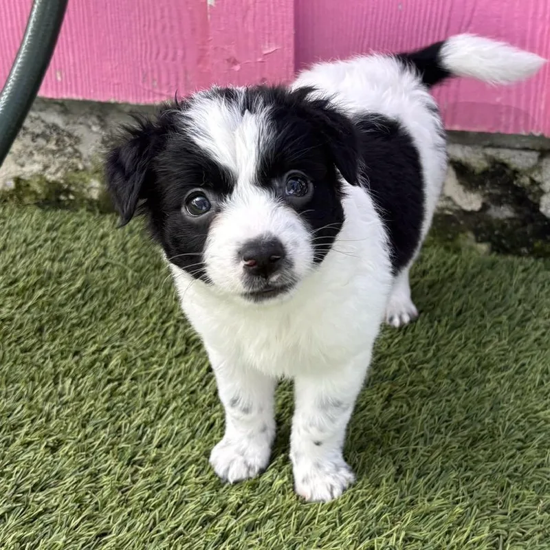 Pup
