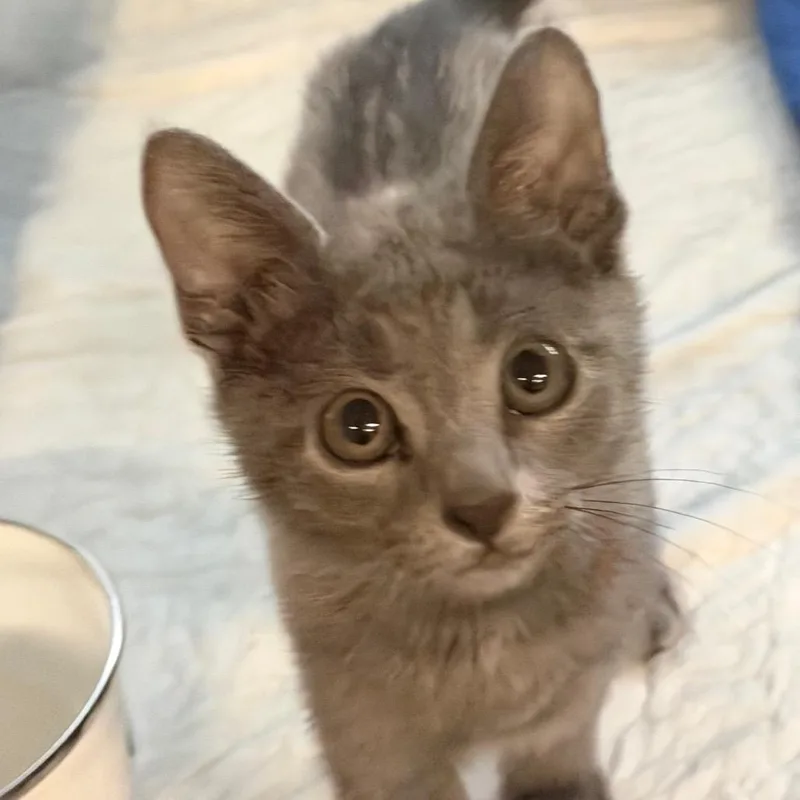 Kiki