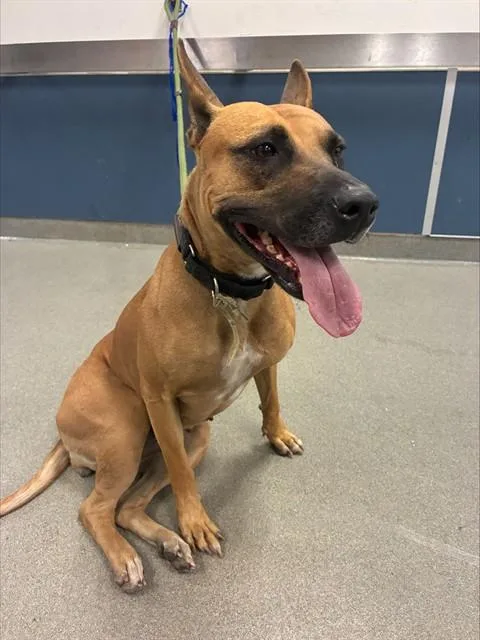 A young large-sized female Belgian Shepherd / Malinois dog named Noodle for adoption in Miami, FL