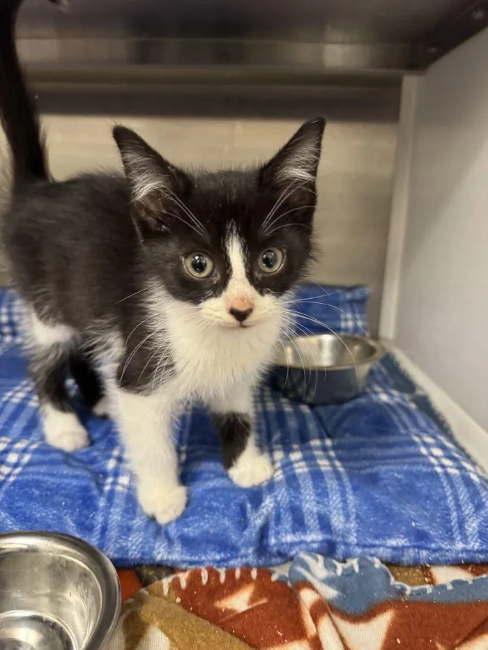 A young small-sized female Black & White / Tuxedo Domestic Short Hair cat named Lyra for adoption in Hilton Head Island, SC