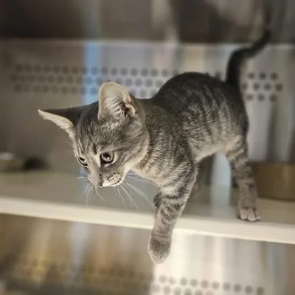 A young medium-sized female Domestic Short Hair cat named Topaz for adoption in Kansas City, MO