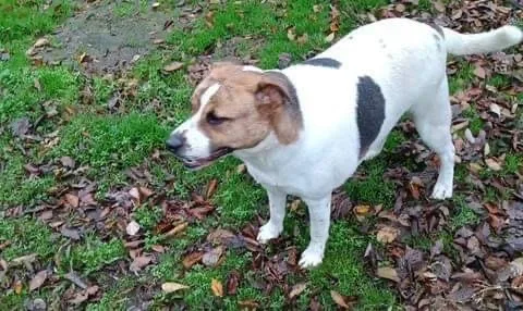 An adult small-sized male Mixed Breed dog named Jefferson for adoption in Denison, TX