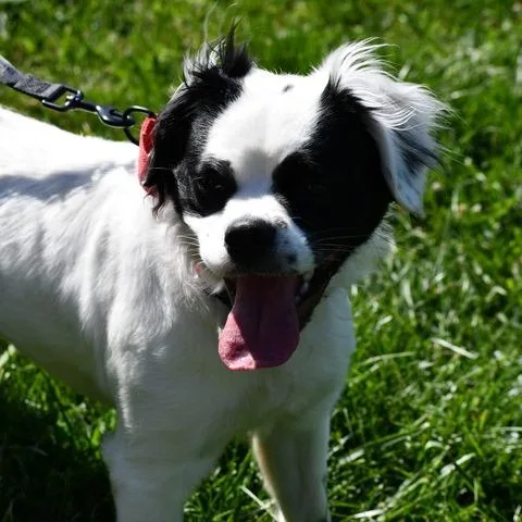 Lady Maple thumbnail 2