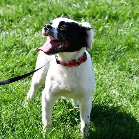 Lady Maple thumbnail 3