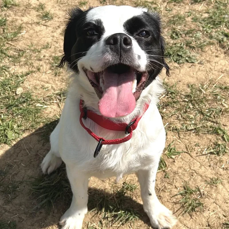 Lady Maple thumbnail 4