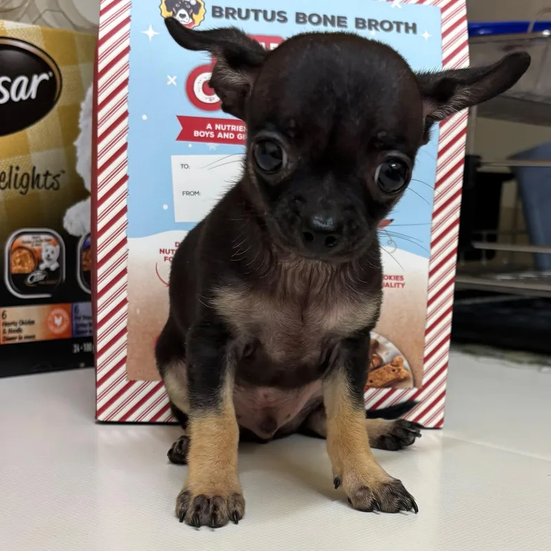 A baby small-sized male Brown / Chocolate Chihuahua dog named Meco for adoption in Boca Raton, FL