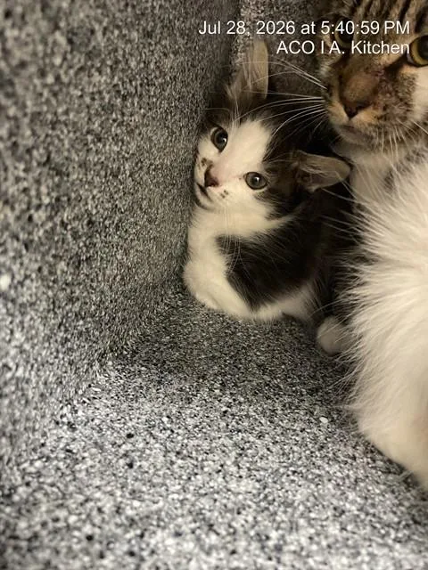A young small-sized female Domestic Short Hair cat named Sweet Pea for adoption in Naples, FL