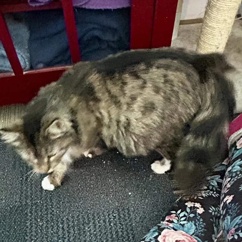 A young medium-sized female Black Domestic Long Hair cat named Shera for adoption in Othello, WA