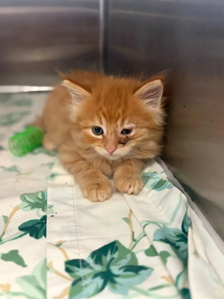 A baby medium-sized female Domestic Long Hair cat named Winnie for adoption in Portland, IN