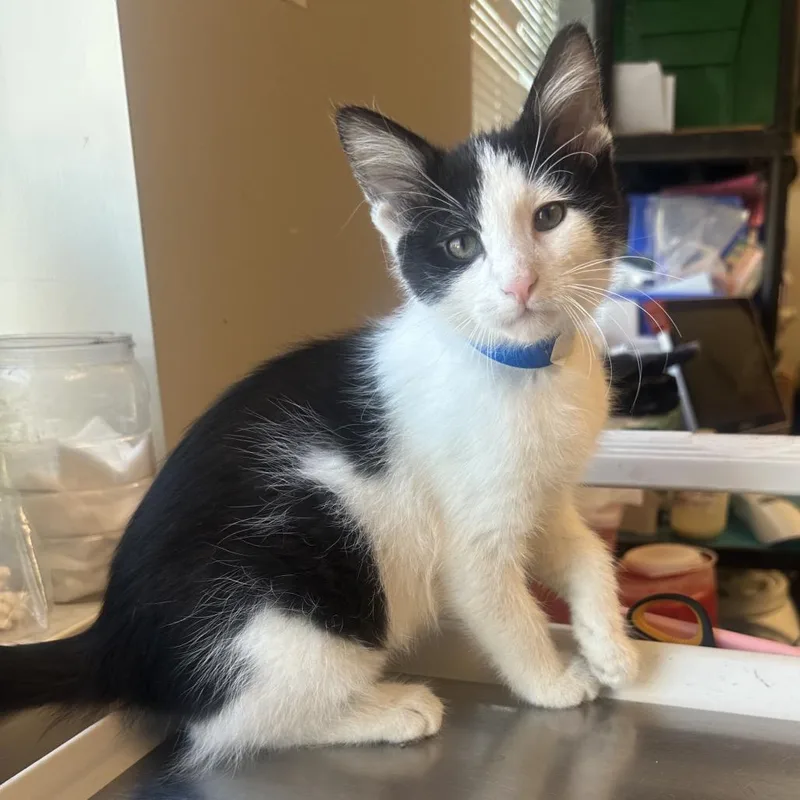 A baby small-sized male White Domestic Short Hair cat named Rooney for adoption in Columbia Station, OH