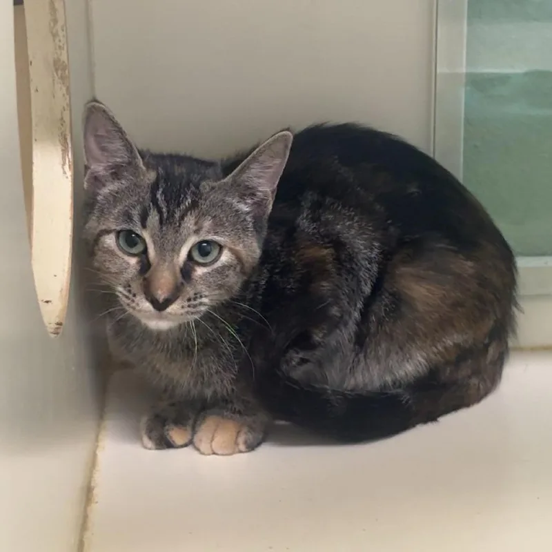 A baby small-sized female Brown / Chocolate Domestic Short Hair cat named Utsurimono for adoption in Pullman, WA