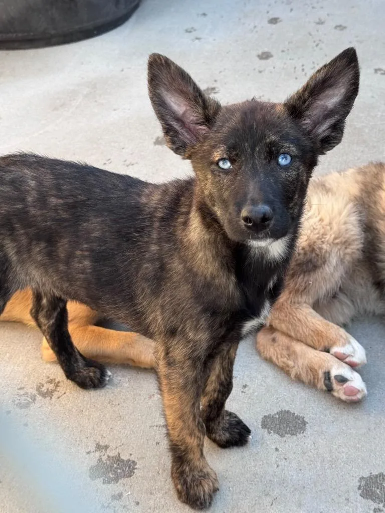 A baby medium-sized female Australian Cattle Dog / Blue Heeler dog named Sweet Spot for adoption in Fort Lupton, CO
