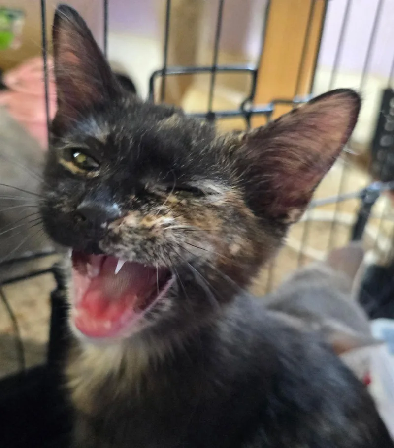 A baby medium-sized female Torbie Domestic Short Hair cat named Tympani for adoption in Sauk City, WI