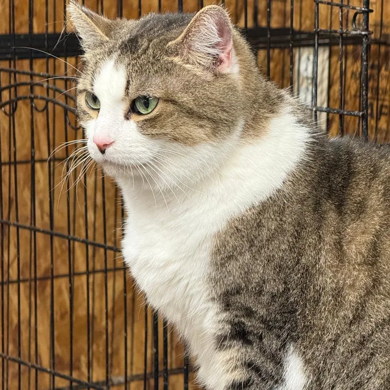 Fat Patty thumbnail 2