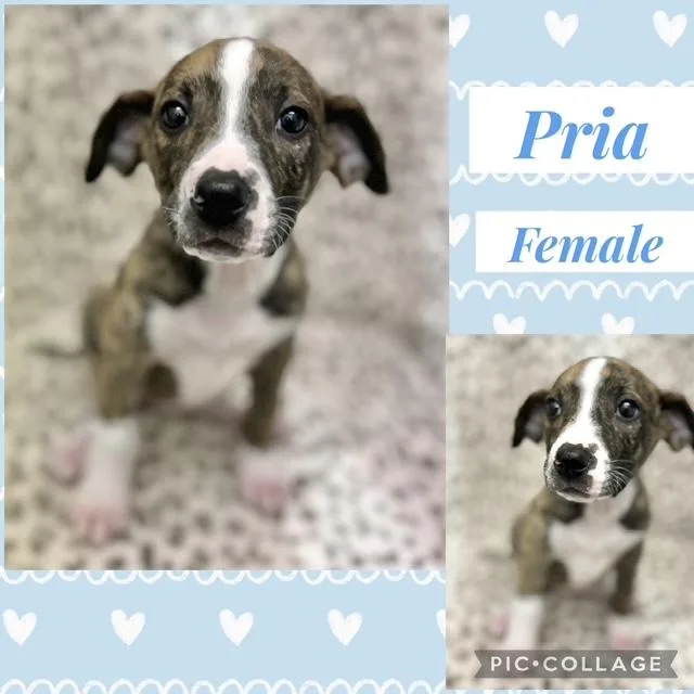 Pria