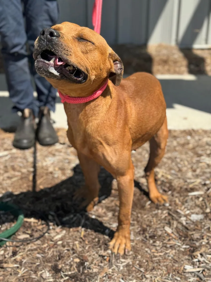 An adult medium-sized male Brown / Chocolate Pit Bull Terrier dog named Louie for adoption in Benton Harbor, MI