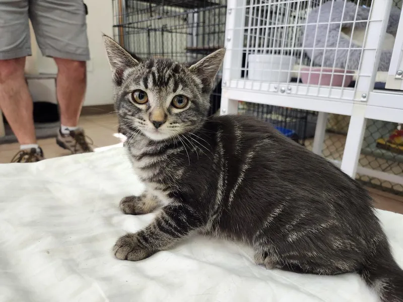 A baby medium-sized female Domestic Short Hair cat named Rosie for adoption in Peoria, AZ