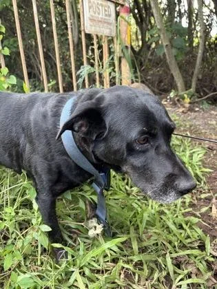 An adult medium-sized male Terrier dog named Chaz for adoption in Honolulu, HI
