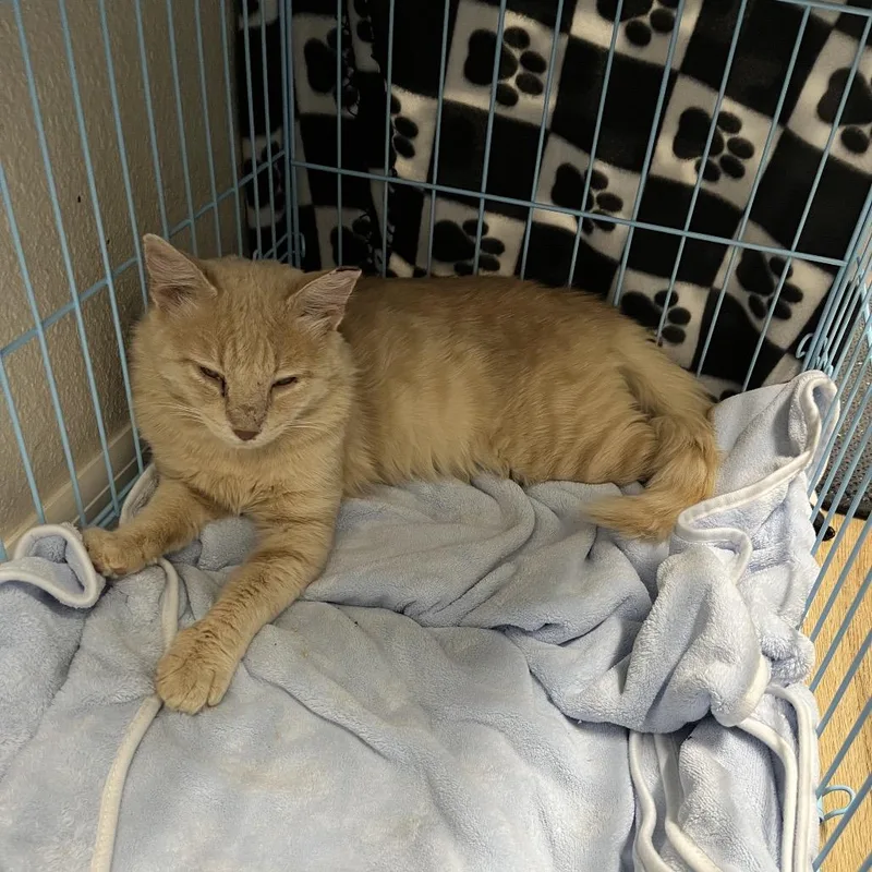 An adult large-sized male Domestic Medium Hair cat named Bushy Tail for adoption in Kingman, AZ