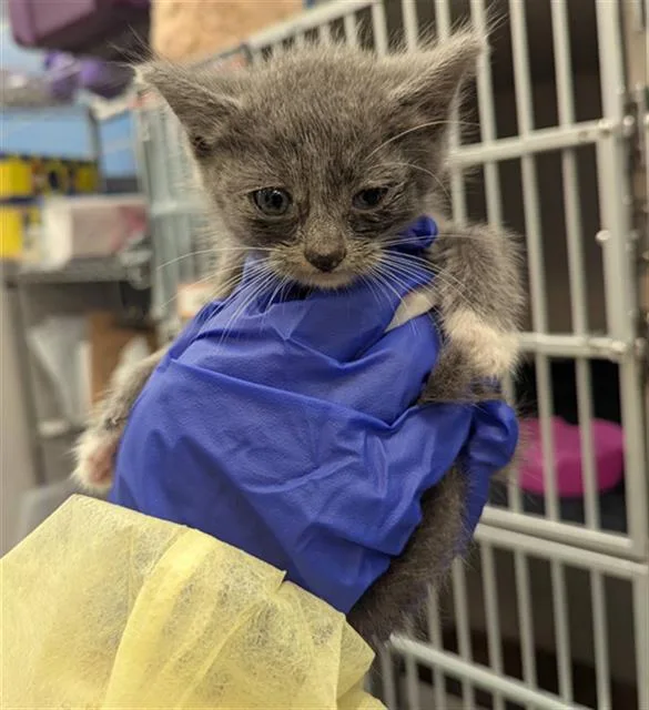 A baby medium-sized female Domestic Short Hair cat named Jordan for adoption in Dallas, TX