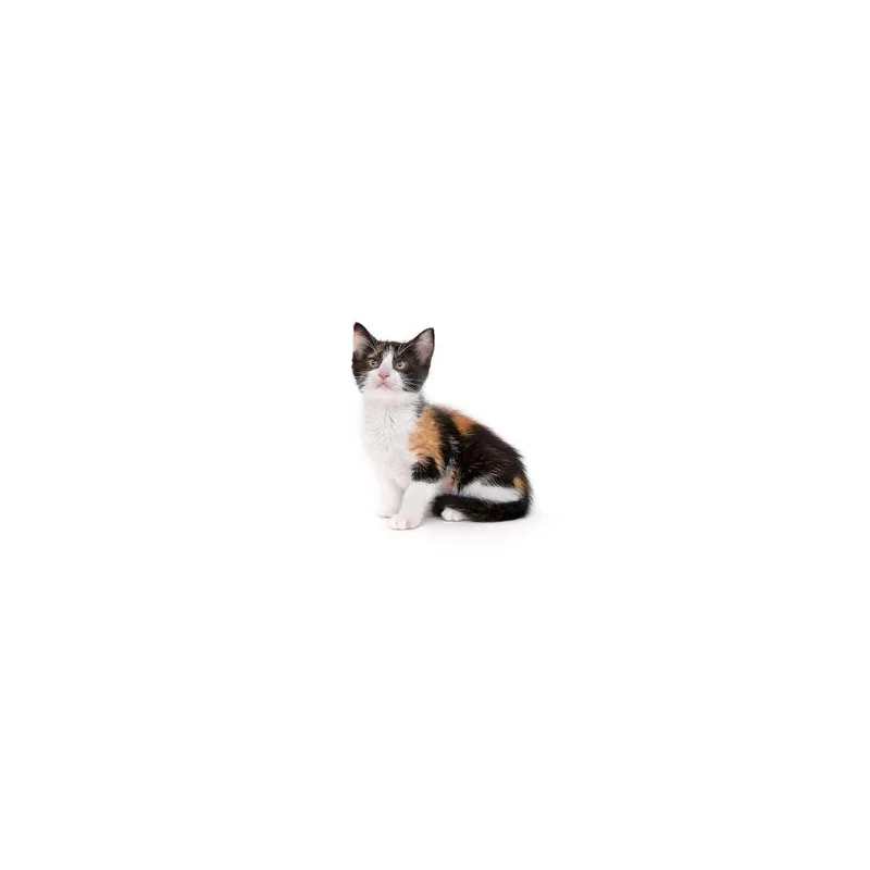 A baby small-sized female Calico Domestic Short Hair cat named Madam Meow for adoption in Playa Vista, CA