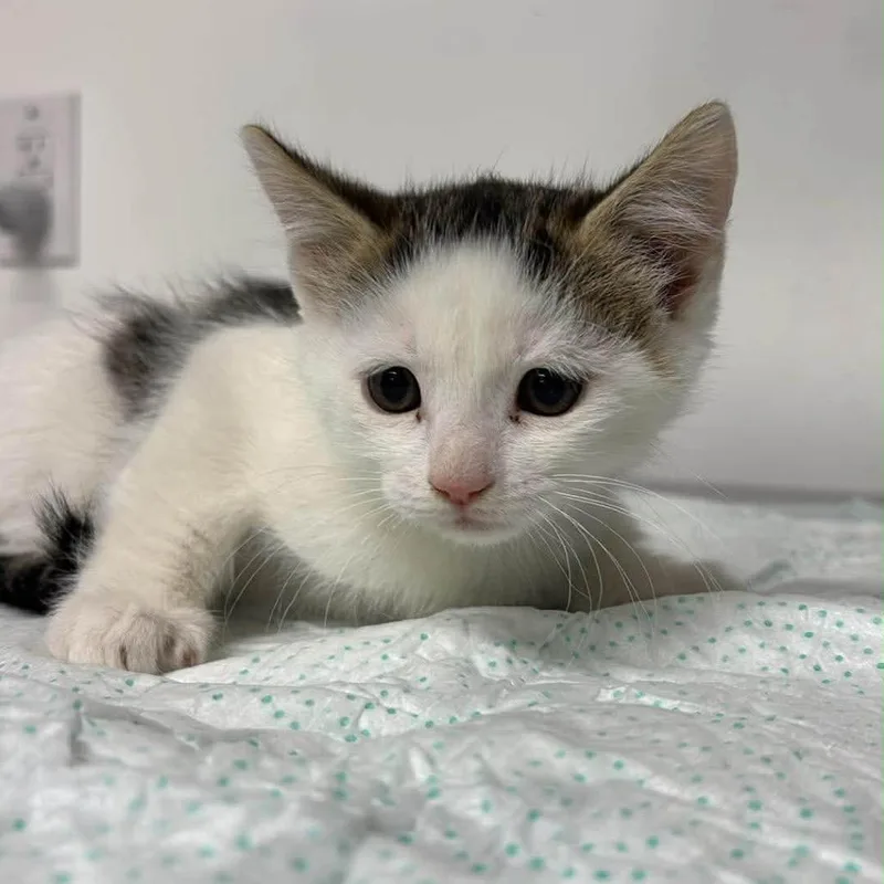 A baby small-sized male White Domestic Short Hair cat named Chucky Murk for adoption in Eaton Rapids, MI