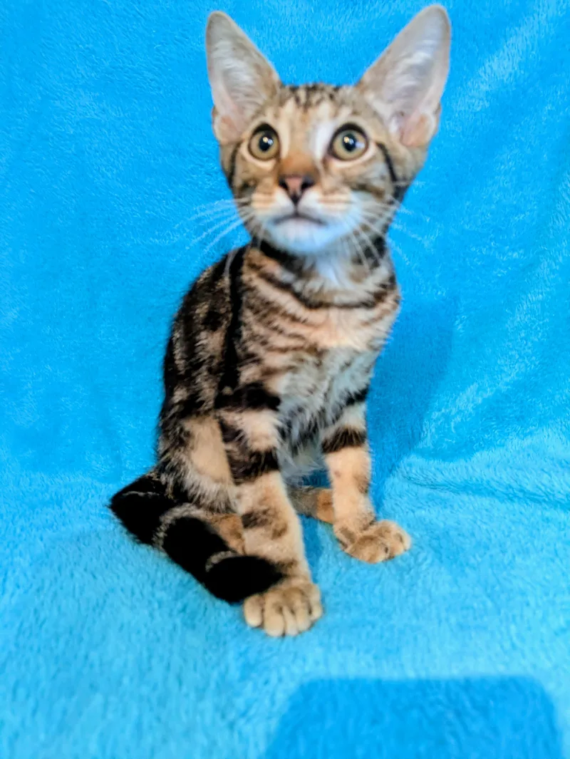 A baby medium-sized female Tabby (Gray / Blue / Silver) Domestic Short Hair cat named Rosie for adoption in Houston, TX