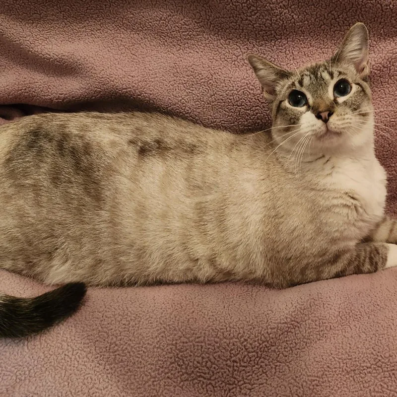 An adult extra large-sized male Cream / Ivory Siamese cat named Mccord for adoption in Bulverde, TX