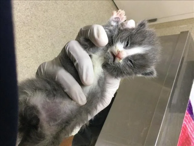 A baby small-sized male Domestic Short Hair cat named A for adoption in Riverside, CA