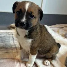 A baby small-sized male White / Cream Mixed Breed dog named Pumpkin for adoption in LOXAHATCHEE, FL