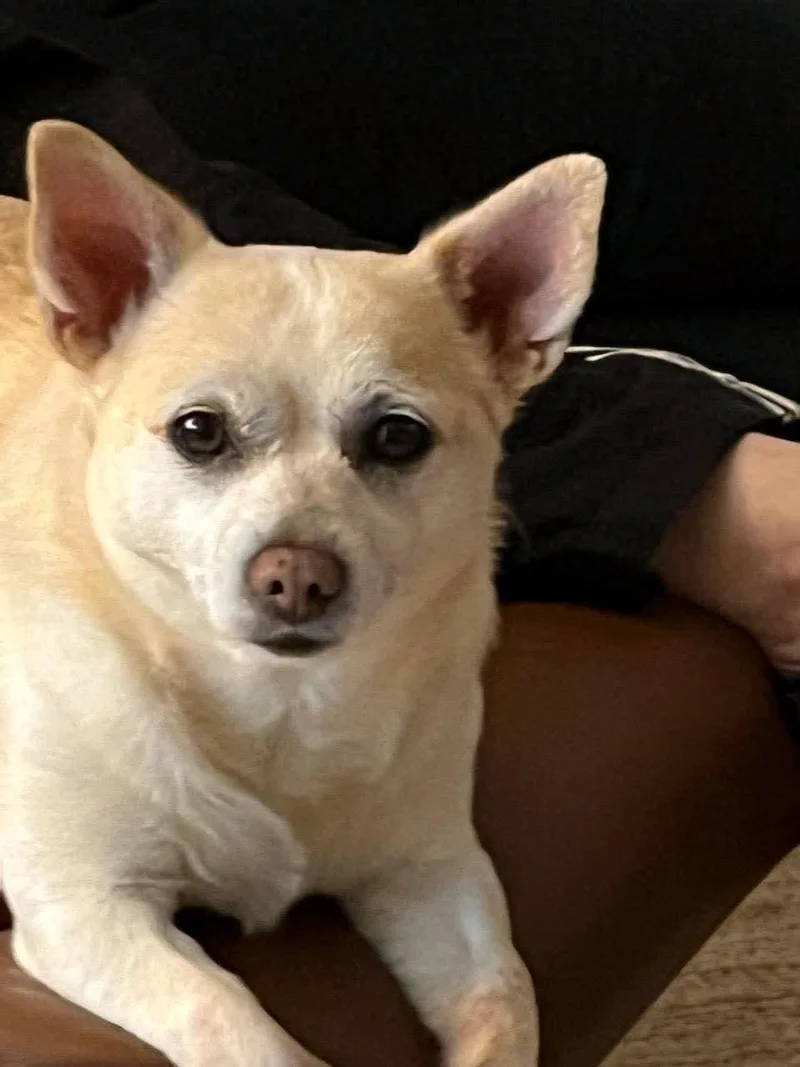 An adult medium-sized male Chihuahua dog named Sammy for adoption in Panama City, FL