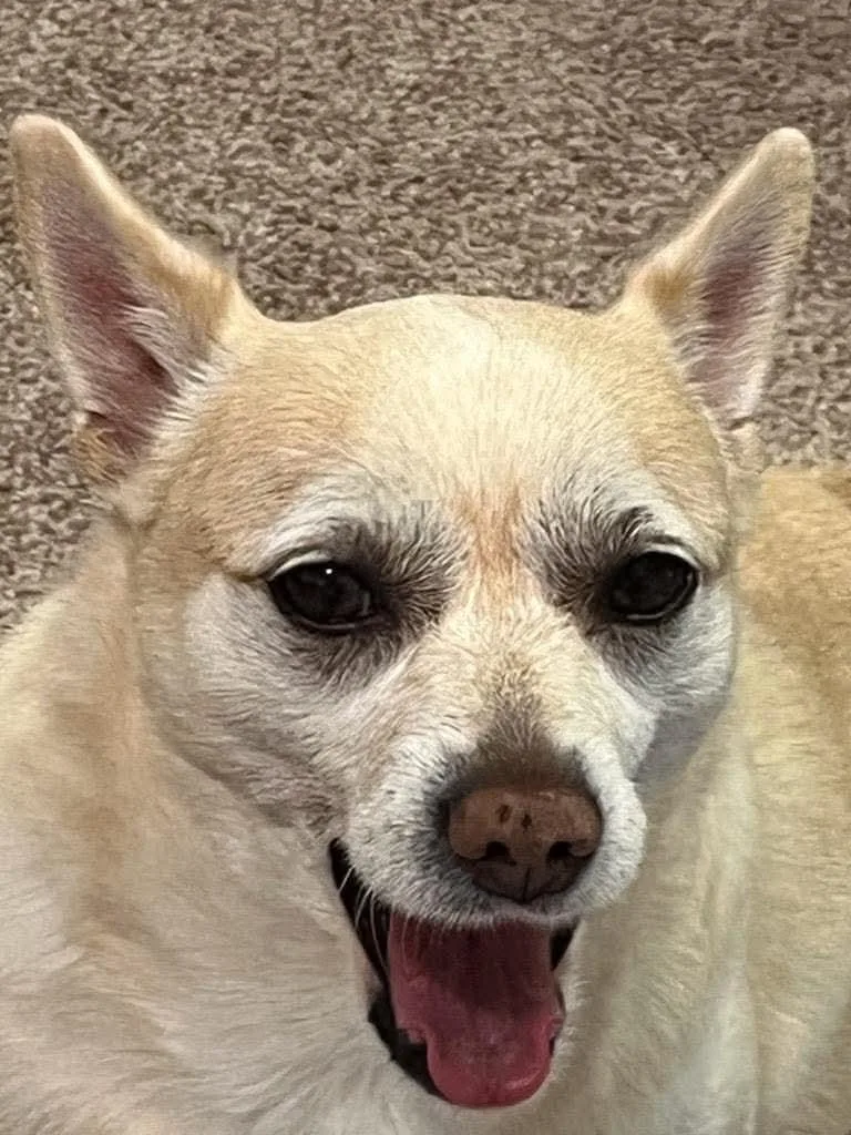 Sammy thumbnail 2