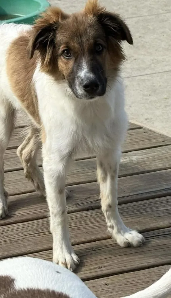 A baby medium-sized male Tricolor (Brown, Black, & White) Collie dog named Banjo for adoption in Cheektowaga, NY