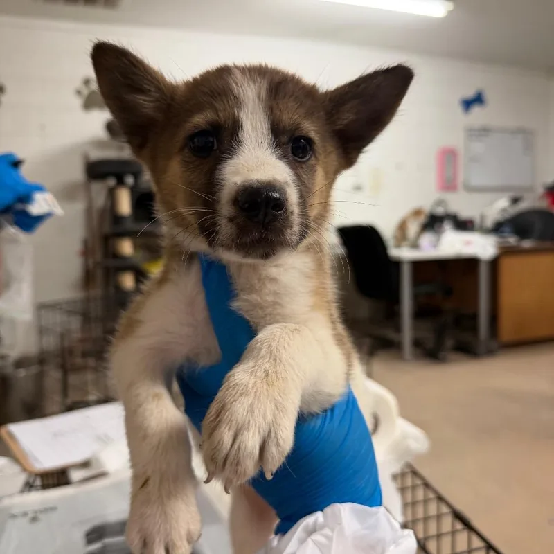 A baby small-sized female White / Cream Shepherd dog named Garlic for adoption in Edinburg, TX