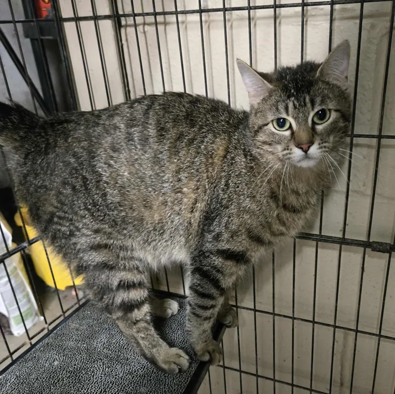 An adult medium-sized female Tabby (Brown / Chocolate) Domestic Short Hair cat named Sunset for adoption in Freeport, IL