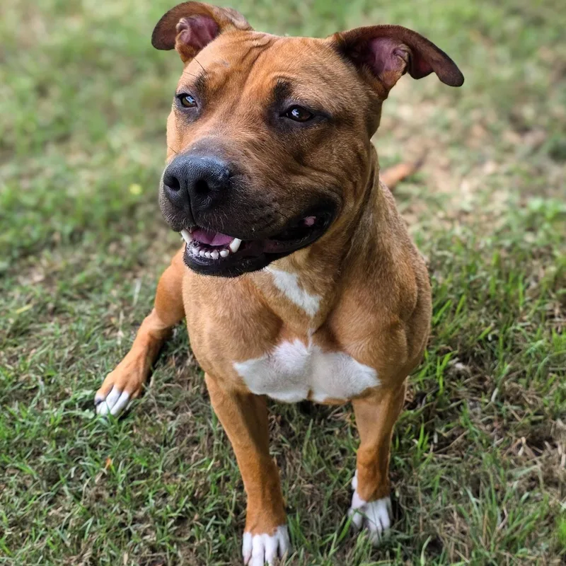 An adult medium-sized female Red / Chestnut / Orange American Staffordshire Terrier dog named Daisy for adoption in Gainesville, TX