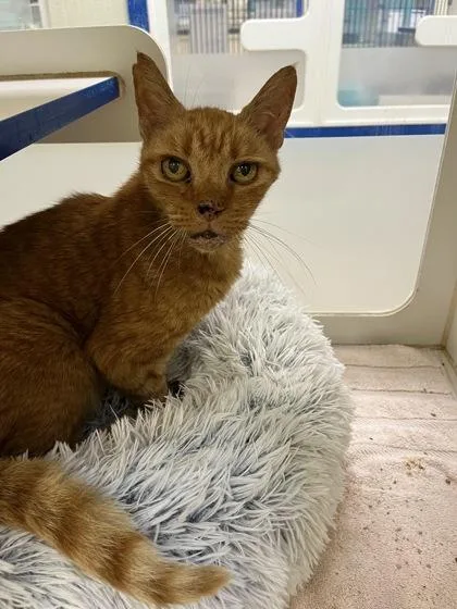A senior medium-sized male Domestic Short Hair cat named Cooper for adoption in Vero Beach, FL