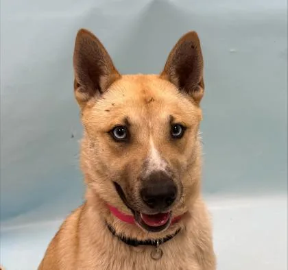 A young small-sized female Shiba Inu dog named Maki for adoption in Coon Rapids, MN