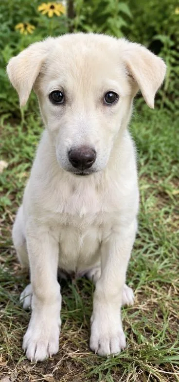 A baby medium-sized female Labrador Retriever dog named Sugar for adoption in Kiln, MS