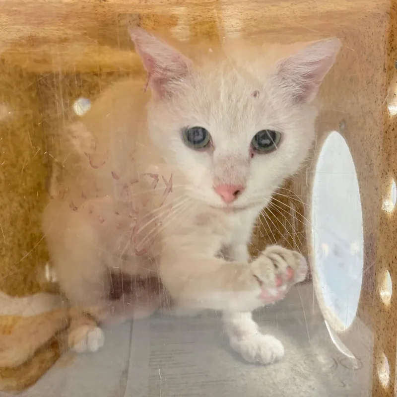 An adult medium-sized female White Domestic Short Hair cat named Goober for adoption in Philadelphia, PA