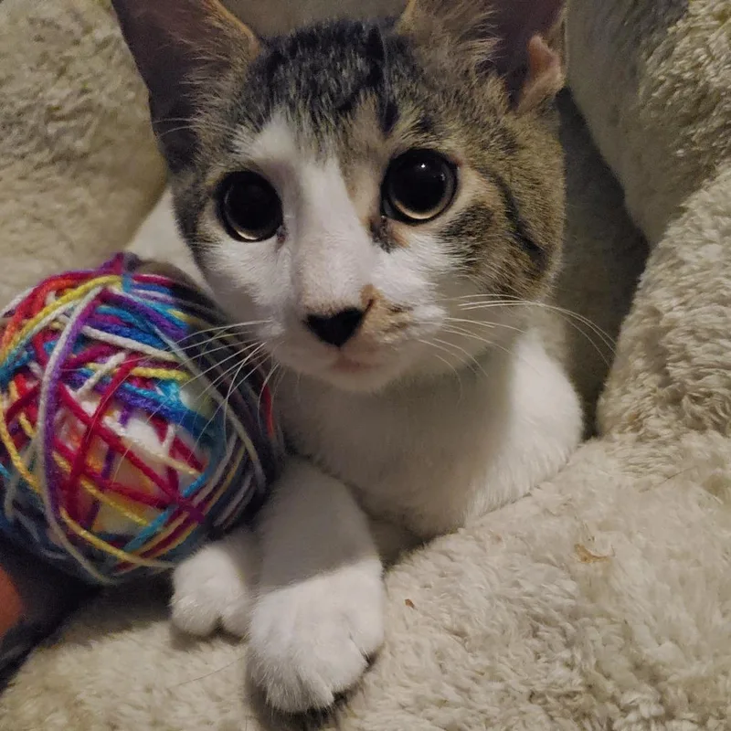 Strawberry  Bonded To thumbnail 2