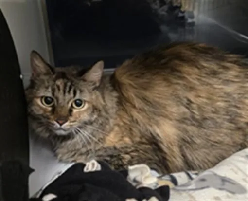 An adult small-sized female Domestic Long Hair cat named Mabel for adoption in South Lake Tahoe, CA